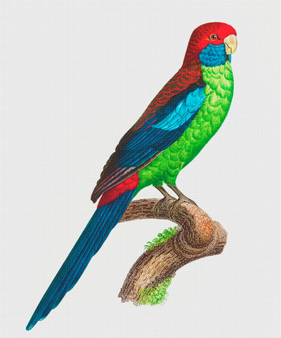 Broad Tailed Parrot Bird by Francois Levaillant Counted Cross Stitch Pattern