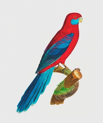 Red Blue Amazon Parrot Bird by Francois Levaillant Counted Cross Stitch Pattern