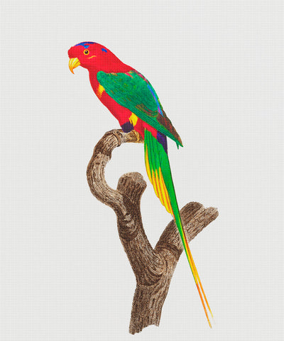Papuan Lorikeet Bird by Francois Levaillant Counted Cross Stitch Pattern