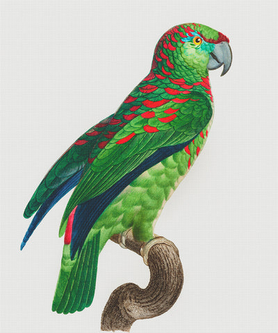 Turquoise Fronted  Amazon Parrot Bird by Francois Levaillant Counted Cross Stitch Pattern