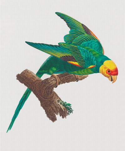 Yellow Crowned Parakeet Bird by Francois Levaillant Counted Cross Stitch Pattern
