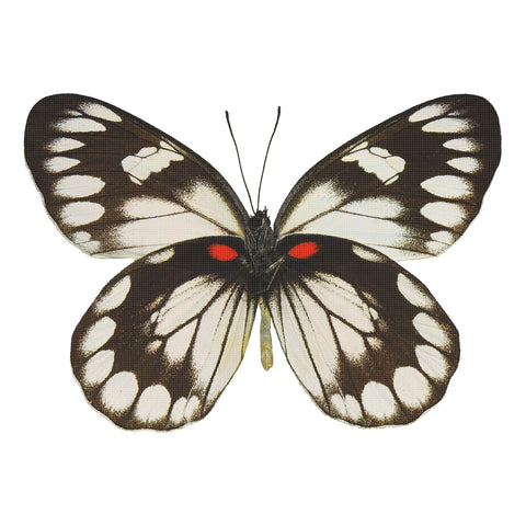 Colorful Black and White with a Red Spot Butterfly Counted Cross Stitch Pattern