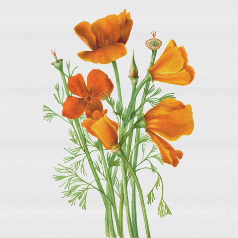 California Poppy Flowers Inspired by Mary Vaux Walcott Counted Cross Stitch Pattern DIGITAL DOWNLOAD