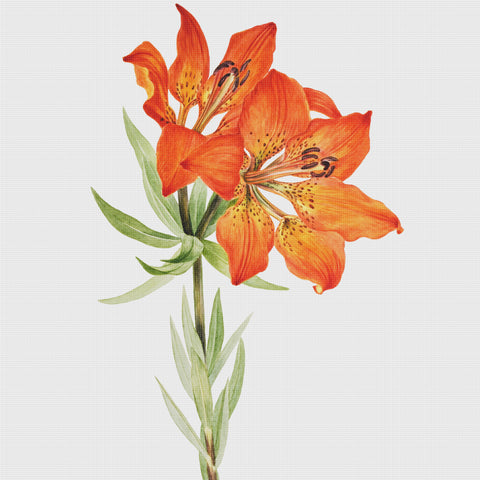 Tiger Lily Flowers Inspired by Mary Vaux Walcott Counted Cross Stitch Pattern