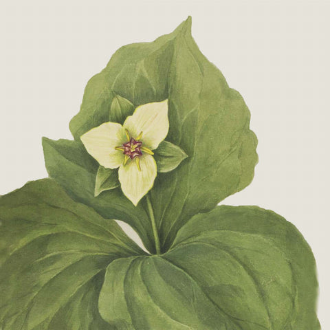 Wax Trillium Flower Detail Inspired by Mary Vaux Walcott Counted Cross Stitch Pattern