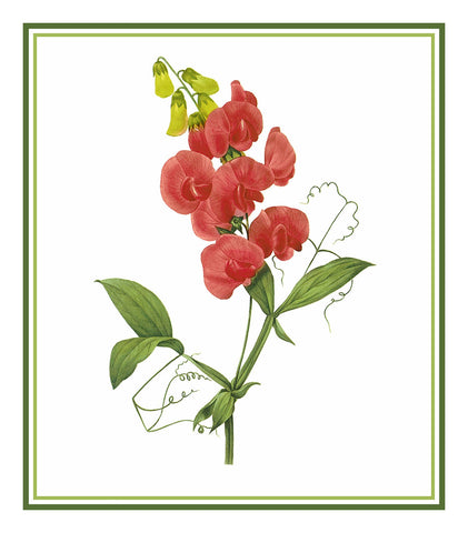 Sweet Pea Flower Inspired By Pierre-Joseph Redoute Counted Cross Stitch Pattern DIGITAL DOWNLOAD