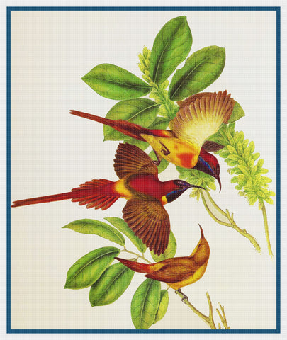 Fire Tailed Sunbirds by Naturalist John Gould Birds Counted Cross Stitch Pattern