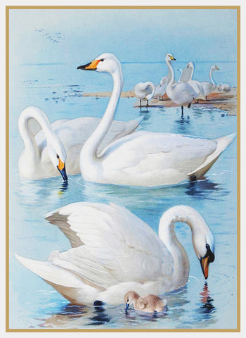 Archibald Thorburn White Swans Bird Counted Cross Stitch Pattern