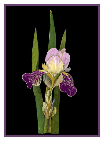Purple Iris Flowers by Mary Delany Counted Cross Stitch Pattern