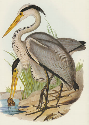 Grey Heron by Naturalist John Gould of Birds Counted Cross Stitch Pattern