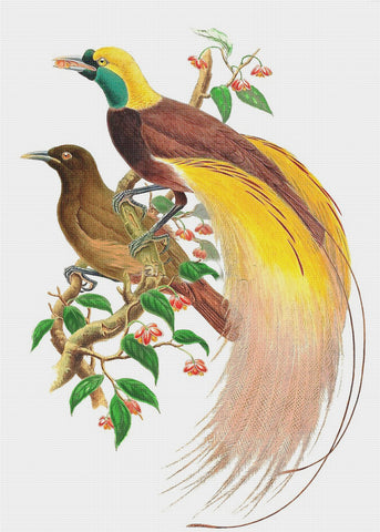 Bird of Paradise by Naturalist John Gould of Birds Counted Cross Stitch Pattern