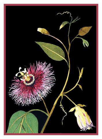 Passion Flower by Mary Delany Counted Cross Stitch Pattern