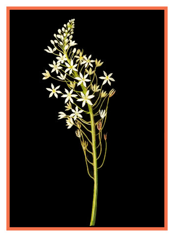 Star of Bethlehem Flowers by Mary Delany Counted Cross Stitch Pattern