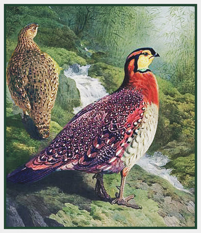 Blyth's Pheasant Bird by Naturalist Archibald Thorburn's Bird Counted Cross Stitch Pattern