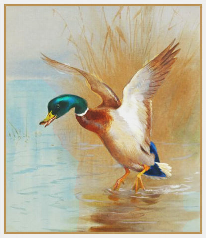 Archibald Thorburn Mallard Duck Taking Off Bird Counted Cross Stitch Pattern