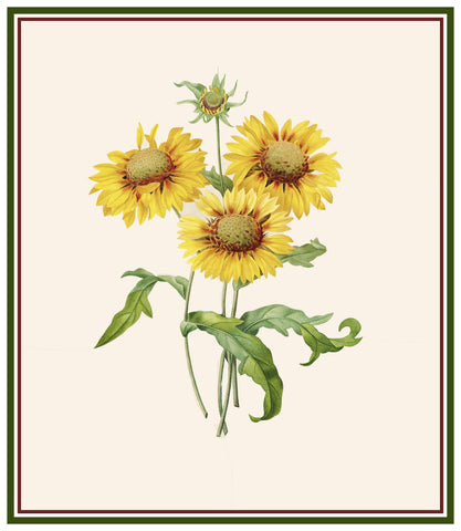 Blanket Sunflowers Inspired by Pierre-Joseph Redoute Counted Cross Stitch Pattern DIGITAL DOWNLOAD