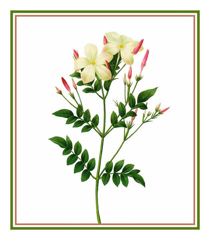 Flowering Jasmine Inspired by Pierre-Joseph Redoute Counted Cross Stitch Pattern DIGITAL DOWNLOAD