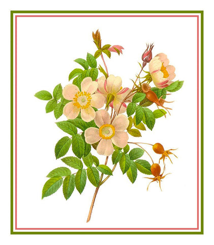 Candolle Rose Flowers Inspired by Pierre-Joseph Redoute Counted Cross Stitch Pattern