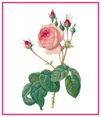 Centifolia Bullata Rose Flower Inspired by Pierre-Joseph Redoute Counted Cross Stitch Pattern
