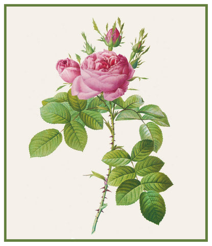 Bifera Officinalis Rose Flowers Inspired by Pierre-Joseph Redoute Counted Cross Stitch Pattern