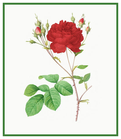 Centifolia Anglica Rubra Rose Flowers Inspired by Pierre-Joseph Redoute Counted Cross Stitch Pattern