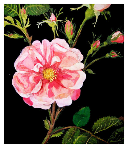 Gallica Rose Flowers by Mary Delany Counted Cross Stitch Pattern
