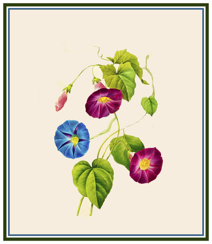 Morning Glory Blossoms Inspired by Pierre-Joseph Redoute Counted Cross Stitch Pattern DIGITAL DOWNLOAD