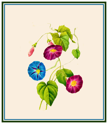 Morning Glory Blossoms Inspired by Pierre-Joseph Redoute Counted Cross Stitch Pattern