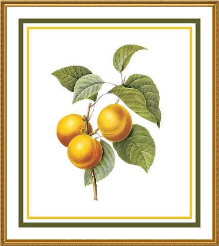 Apricots Botanical Inspired by Pierre-Joseph Redoute Counted Cross Stitch Pattern