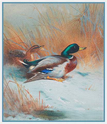 Archibald Thorburn Mallard Duck in the Grass Bird Counted Cross Stitch Pattern
