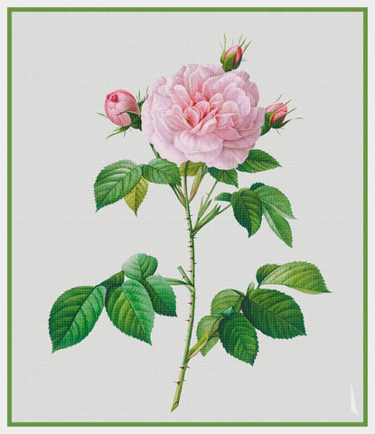 Botanical Redoute's Rosa Alba Regalis Rose Flower Counted Cross Stitch Pattern