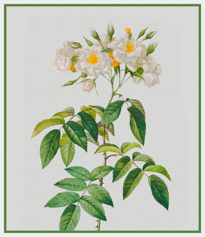 Botanical Redoute's Rosa Alba Moschata Pleno Flower Counted Cross Stitch Pattern