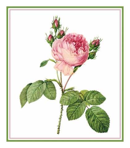 Cabbage Rose Flower Inspired by Pierre-Joseph Redoute Counted Cross Stitch Pattern