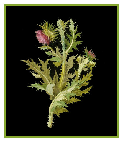 Nodding Thistle Plant by Mary Delany Counted Cross Stitch Pattern DIGITAL DOWNLOAD