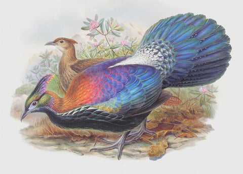 Monal Himalayan Pheasant by Naturalist John Gould of Birds Counted Cross Stitch Pattern DIGITAL DOWNLOAD