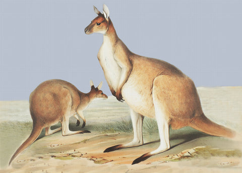 Australian Kangaroos by Naturalist John Gould of Birds Counted Cross Stitch Pattern