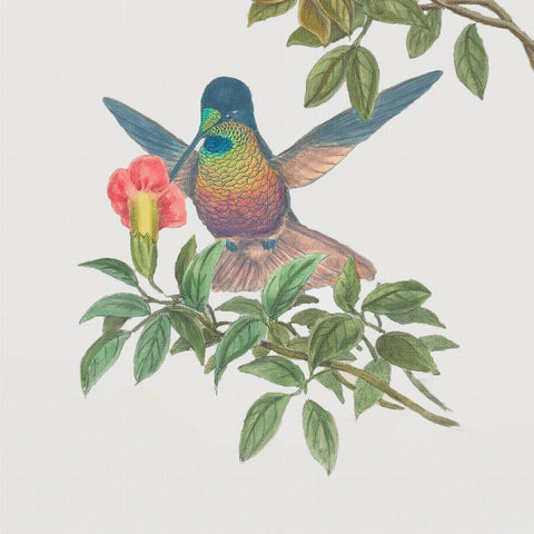 Golden Star Hummingbird Detail by Naturalist John Gould of Birds Counted Cross Stitch Pattern