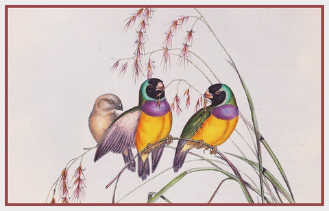 A Pair of Gouldian Finches by Naturalist John Gould of Birds Counted Cross Stitch Pattern DIGITAL DOWNLOAD