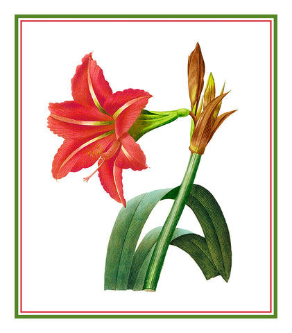Amaryllis Flowers Inspired by Pierre-Joseph Redoute Counted Cross Stitch Pattern