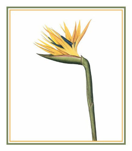 Bird of Paradise Flower Inspired by Pierre-Joseph Redoute Counted Cross Stitch Pattern