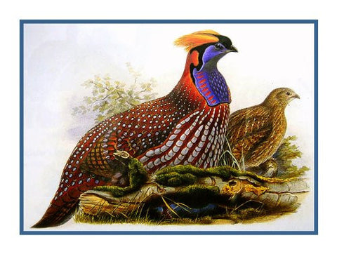 Temmicks Pheasant by Naturalist John Gould Birds Counted Cross Stitch Pattern