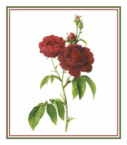 Bishops Rose Flower Inspired by Pierre-Joseph Redoute Counted Cross Stitch Pattern