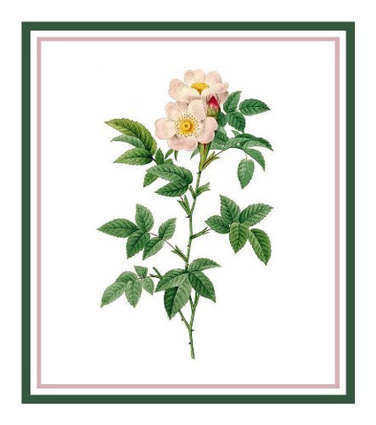 Anjou Rose Flower Inspired by Pierre-Joseph Redoute Counted Cross Stitch Pattern