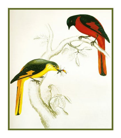 Short Billed Minivet by Naturalist John Gould Birds Counted Cross Stitch Pattern