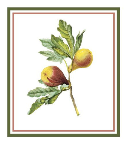 Figs Botanical Inspired by Pierre-Joseph Redoute Counted Cross Stitch Pattern