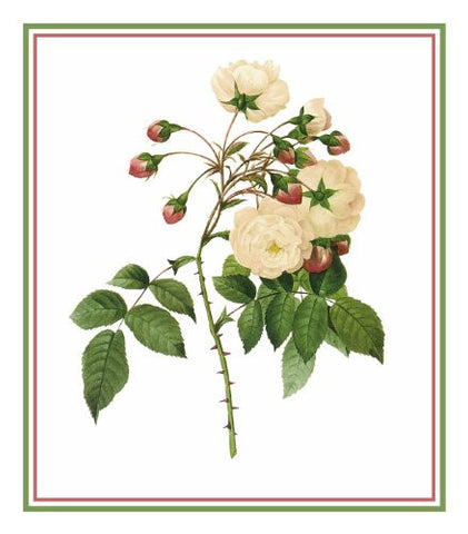 Adelaide Rose Flower Inspired by Pierre-Joseph Redoute Counted Cross Stitch Pattern