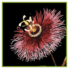 Mary Delany Brilliant Paper Mosaic Artist of Botanicals