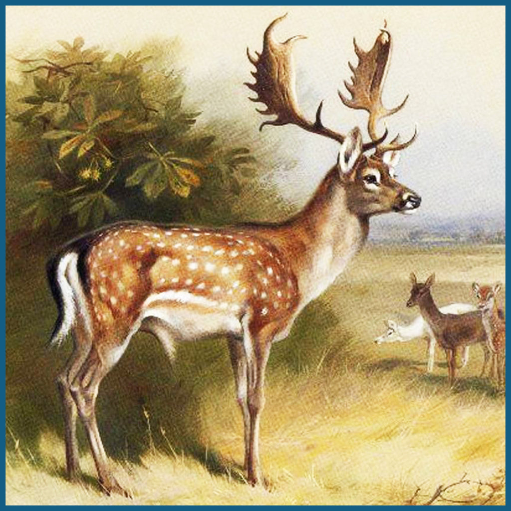 ANIMALS Orenco Originals  Counted Cross Stitch Patterns