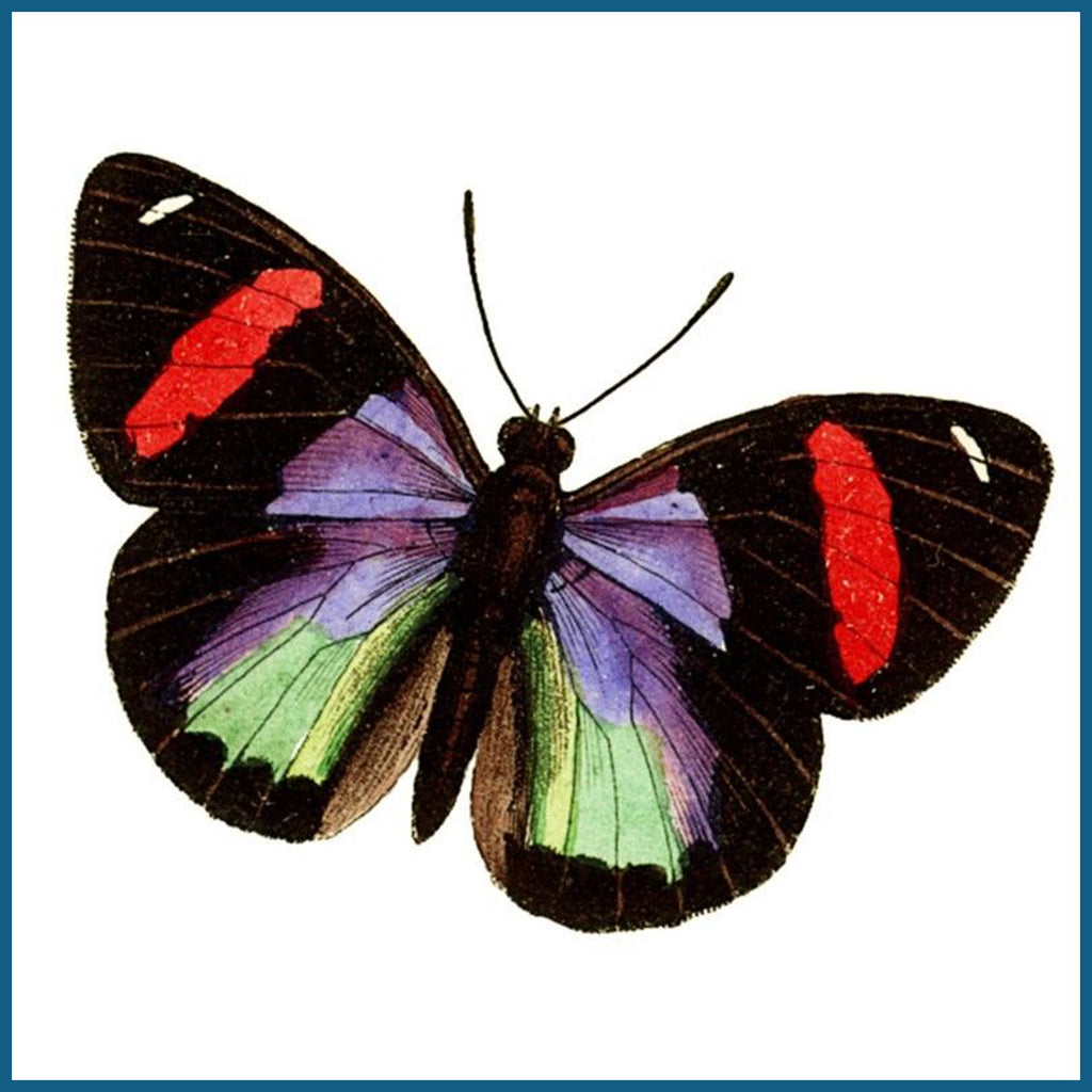 BUTTERFLY INSPIRED Counted Cross Stitch Charts Patterns