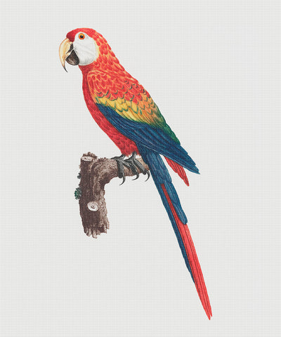 Ara Canga Parrot Bird by Francois Levaillant Counted Cross Stitch Pattern